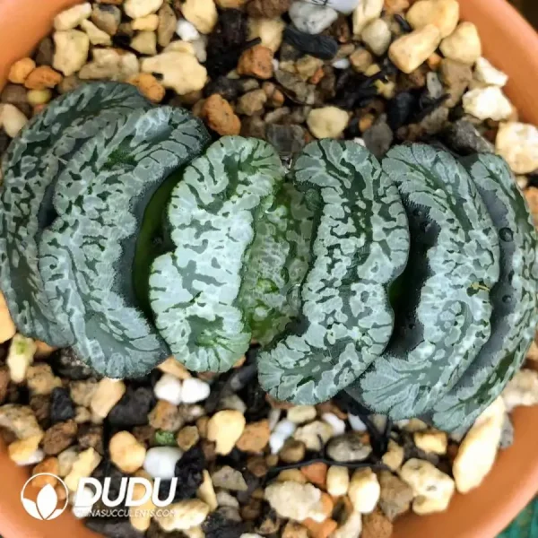 Haworthia Xuanwu truncata - Image 2