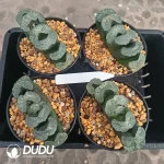 Haworthia Aoi Nanajo truncata