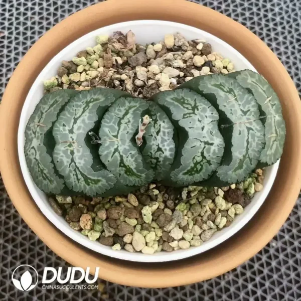 Haworthia Aoi Nanajo truncata - Image 2