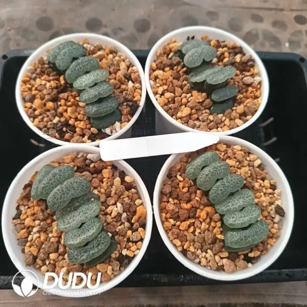 Haworthia Ultimate Blue truncata - Image 1