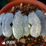 Haworthia Ultimate Blue truncata - Image 2