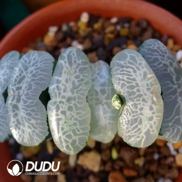Haworthia Ultimate Blue truncata - Image 2