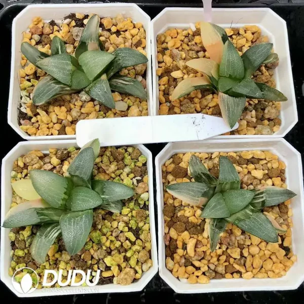 1756126709-1744876168-e201.webp Haworthia Jupiter Cricut Variegated - Image 1