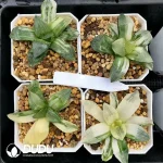 Haworthia Conker Kejin Richter Variegated