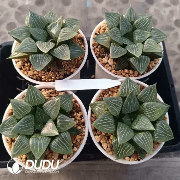 1756126713-1744876177-e201.webp Haworthia Water Shadow Cricket - Image 1