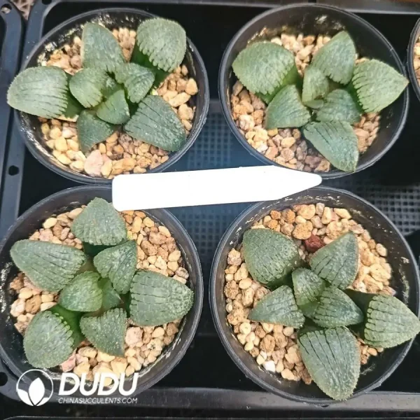 Haworthia Sky Mirror - Image 1