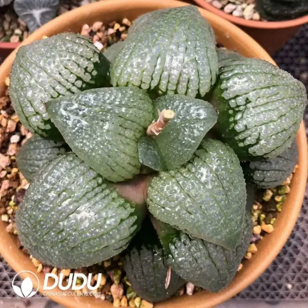 Haworthia Sky Mirror - Image 2