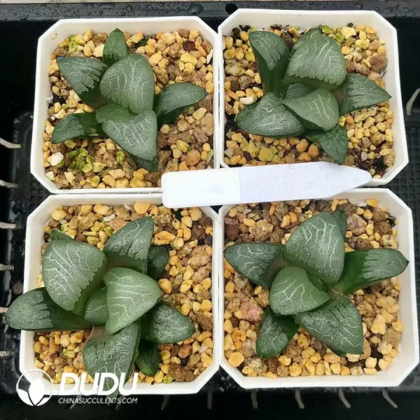 1756126717-1744876183-e201.webp Haworthia Mount Mikasa - Image 1