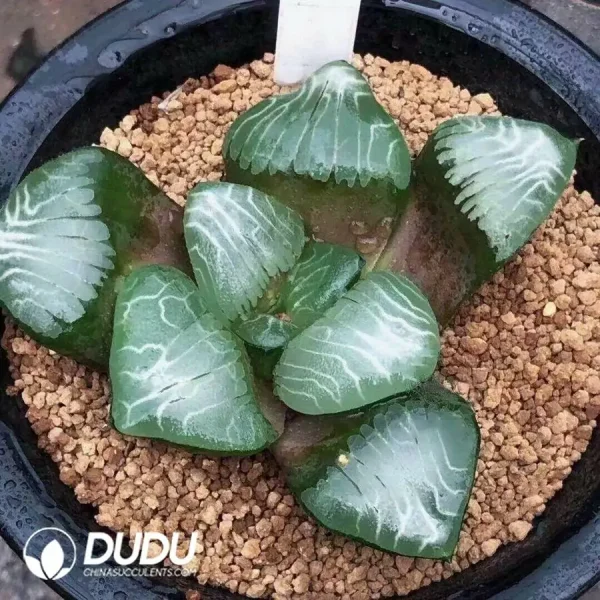 Haworthia Mount Mikasa - Image 2