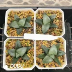 Haworthia JP-3 Tenmangu Shrine