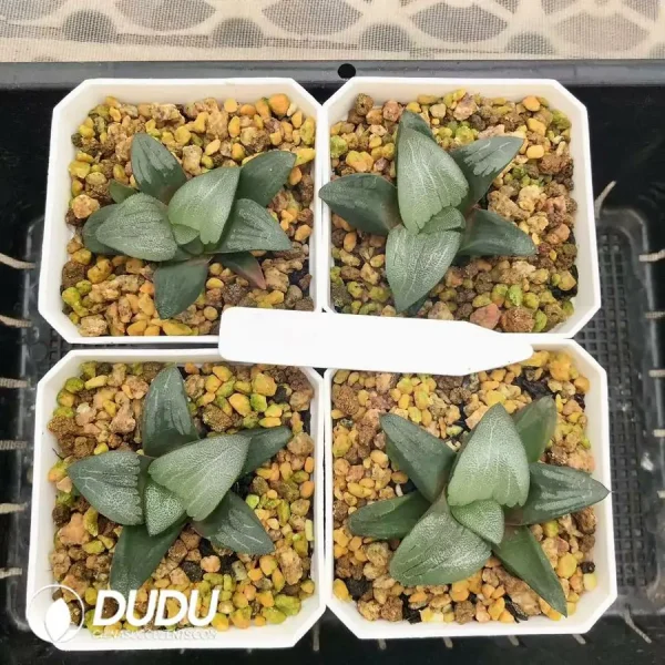 Haworthia JP-3 Tenmangu Shrine - Image 1