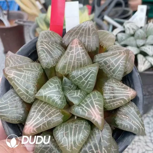 Haworthia JP-3 Tenmangu Shrine - Image 2