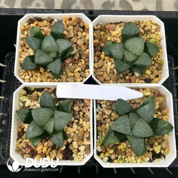 1756126722-1744876189-e201.webp Haworthia JP-Pearl Cloud - Image 1