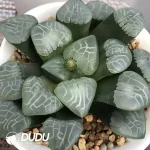 Haworthia JP-Pearl Cloud - Image 2