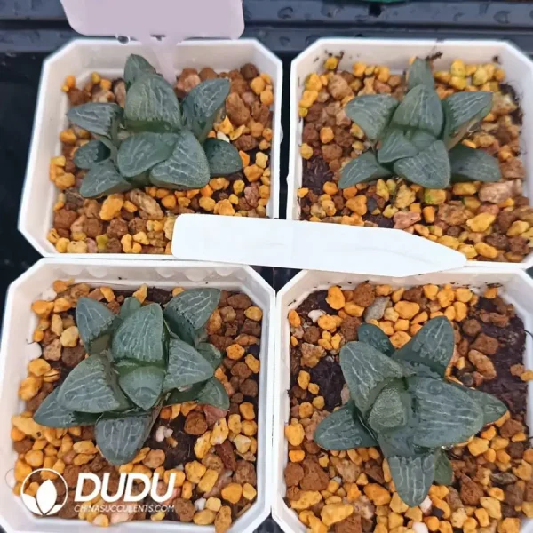 1756126724-1744876192-e201.webp Haworthia Shannon - Image 1