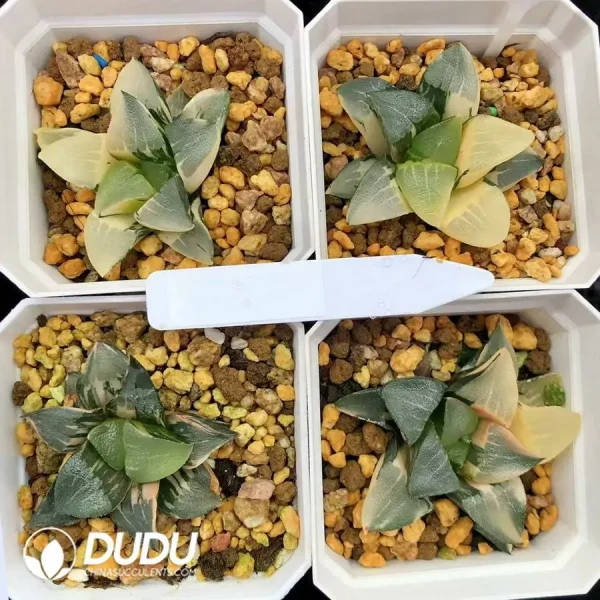 Haworthia Middle Island Large Cricut Variegated - Image 1