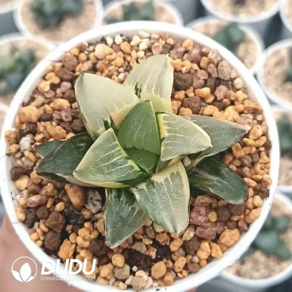 Haworthia Middle Island Large Cricut Variegated - Image 2