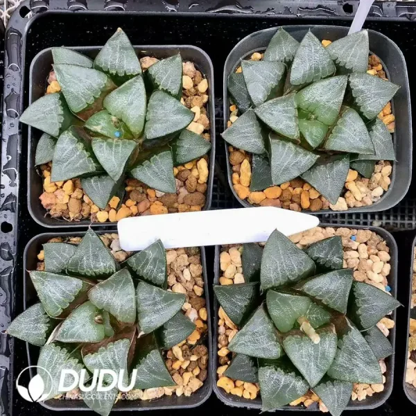 1756126727-1744876198-e201.webp Haworthia Middle Island Large Cricut - Image 1