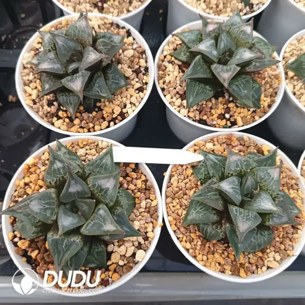 1756126731-1744876203-e201.webp Haworthia 'SHUTEN-DOUJI' badia Hyb. - Image 1