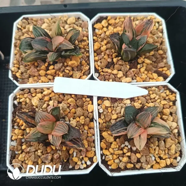 1756126732-1744876205-e201.webp Haworthia Yaso-no-mori - Image 1