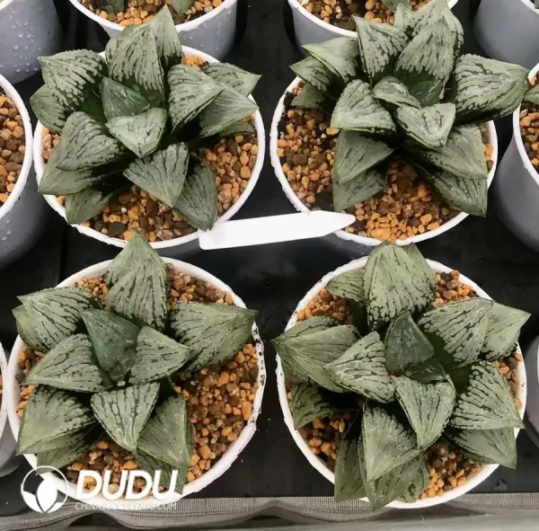 1756126734-1744876210-e201.webp Haworthia Malili - Image 1