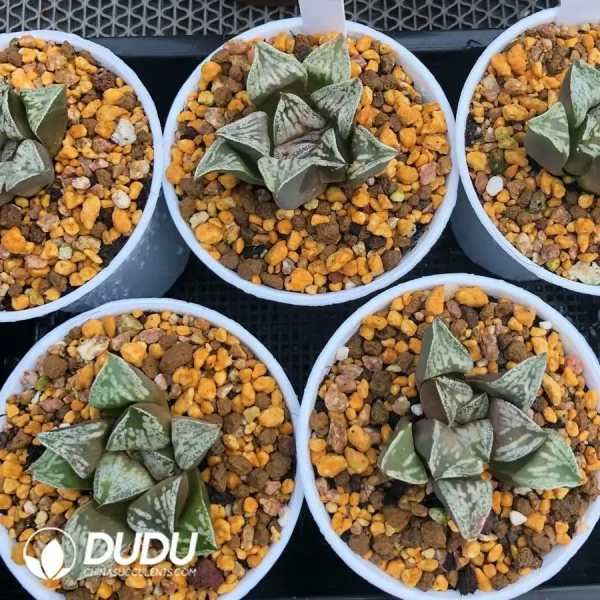 Haworthia 'Dojaku-dai' - Image 1