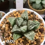 Haworthia 'Dojaku-dai' - Image 2