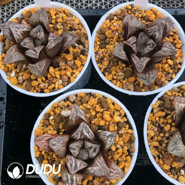 Haworthia Inca Rose - Image 1