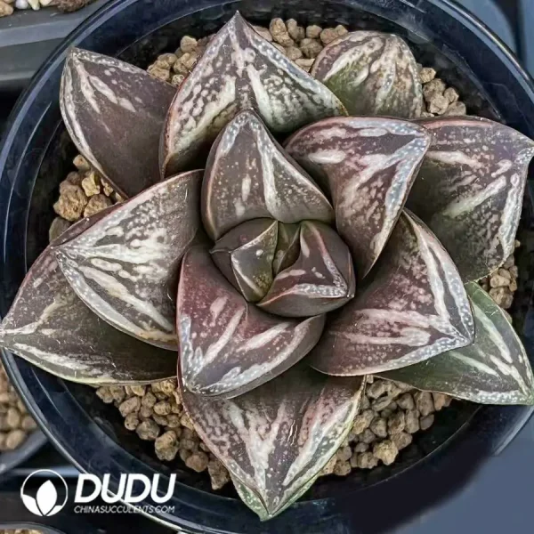 Haworthia Inca Rose - Image 2