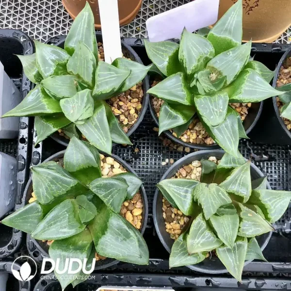 Haworthia 'Ura Hannya' - Image 1