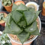 Haworthia 'Ura Hannya' - Image 2