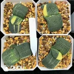 Gasteria armstrongii Slight Variegated