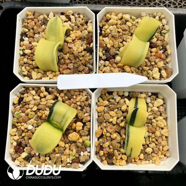 Gasteria armstrongii Wide Vairegated - Image 1