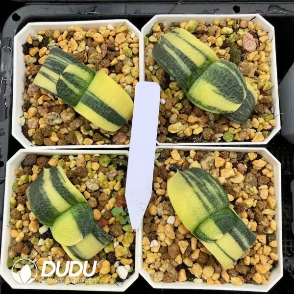 Gasteria armstrongii Selected Variegated - Image 1