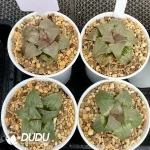 Haworthia Baida cv. Jade face