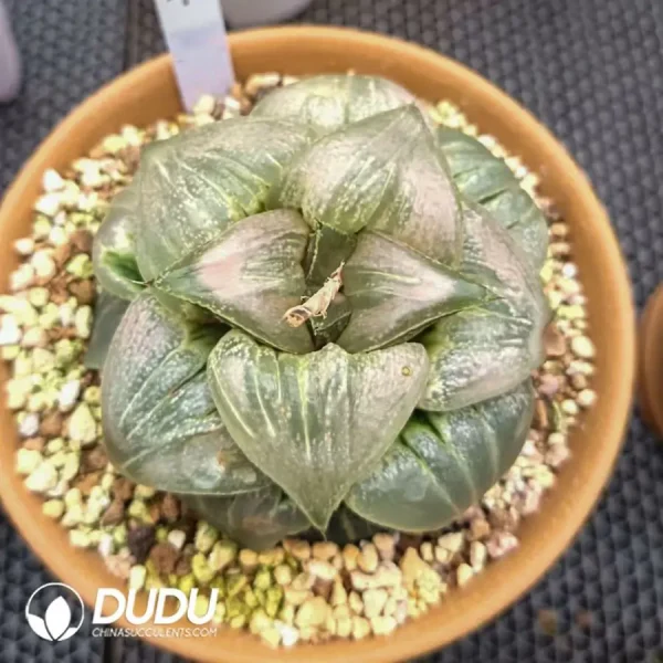 Haworthia Baida cv. Jade face - Image 2