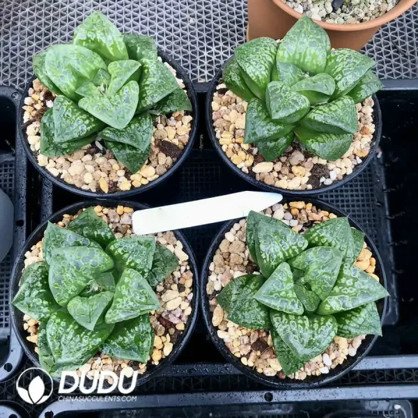 1756126753-1744876259-e201.webp Haworthia Mask - Image 1