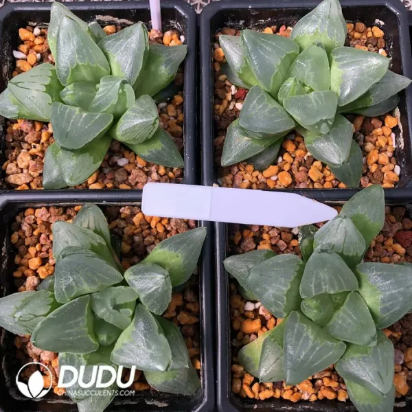 1756126755-1744876263-e201.webp Haworthia Ice City - Image 1