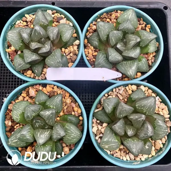 Haworthia Super Sliver Turtle - Image 1