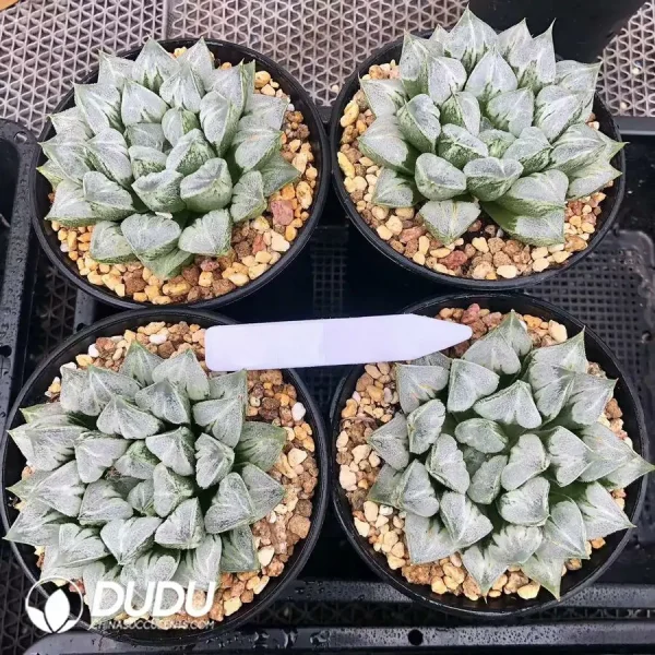 Haworthia Love Heart - Image 1