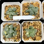 Haworthia Maruba Migiwa Nishiki Variegated