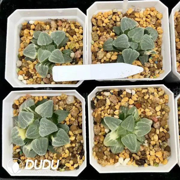 1756126761-1744876270-e201.webp Haworthia Maruba Migiwa Nishiki Variegated - Image 1