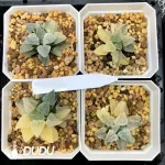 Haworthia Hagiwara Migiwa Nishiki Variegated