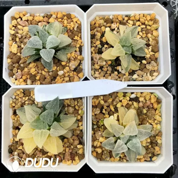 1756126765-1744876275-e201.webp Haworthia Hagiwara Migiwa Nishiki Variegated - Image 1