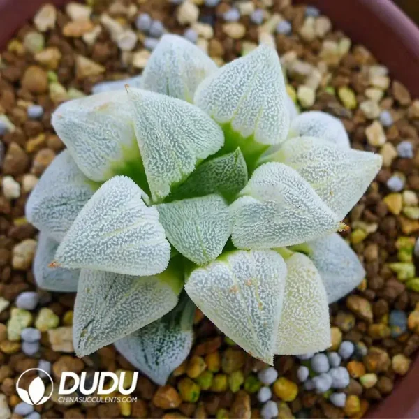 Haworthia Hagiwara Migiwa Nishiki Variegated - Image 2