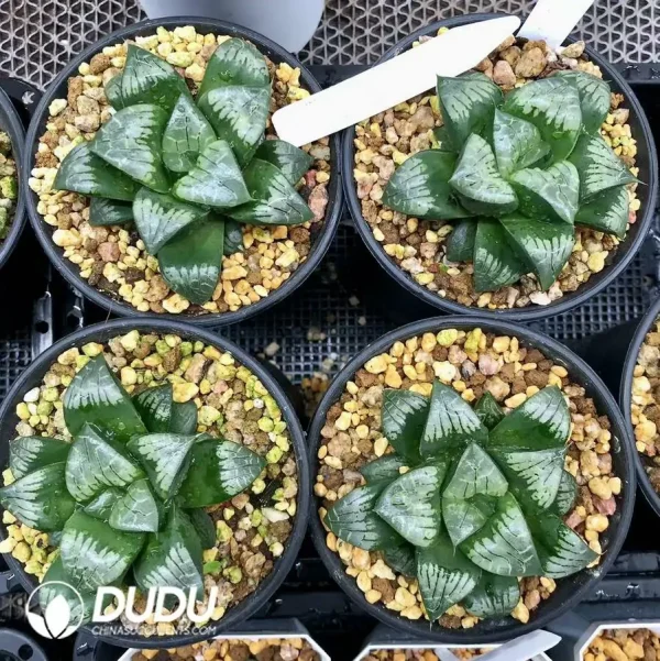 1756126767-1744876288-e201.webp Haworthia Painter Skin - Image 1