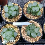 Haworthia Poppy Clustering