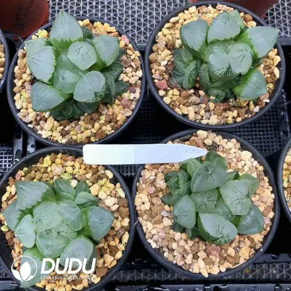 Haworthia Poppy Clustering - Image 1