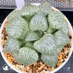 Haworthia Cooperi Truncata Crystal 101