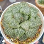 Haworthia Cooperi Truncata Crystal 101 - Image 2